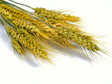 今日小麦价格多少？2021年4月12日小麦期货价格行情