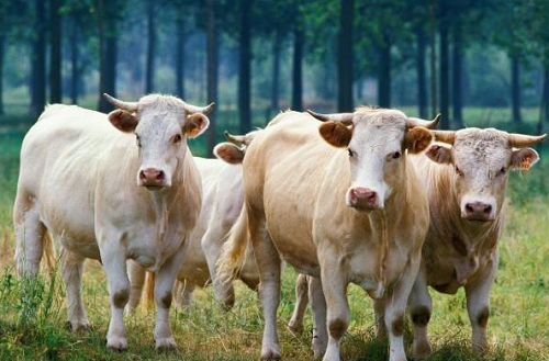 养牛补贴政策2021标准