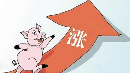 2021猪肉价格最新行情 猪价连续上涨行情喜人