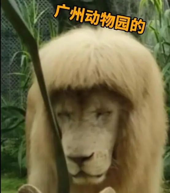给狮子剪齐刘海 广州动物园回应 它自己打理的