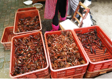 小龙虾批发价跌破10元/斤，批发商：“价格跌了七成左右”！还会跌吗？