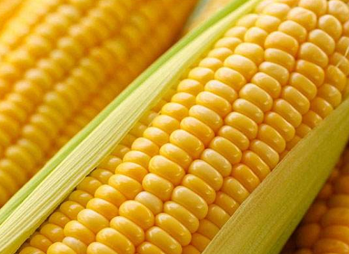 玉米价格最新行情分析