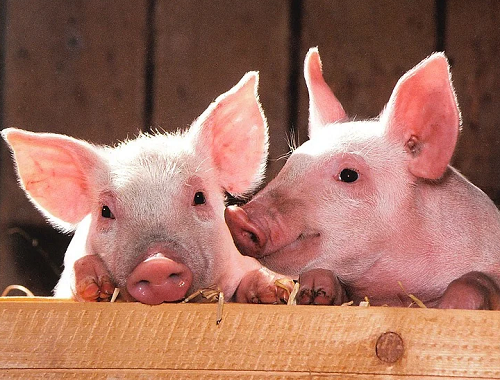 猪肉价格多少钱一斤