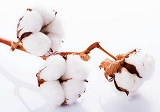 今日棉花价格开盘多少？2021年3月29日棉花期货价格行情