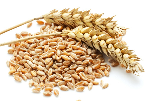 7月1日小麦期货价格行情 今日小麦期货报价查询