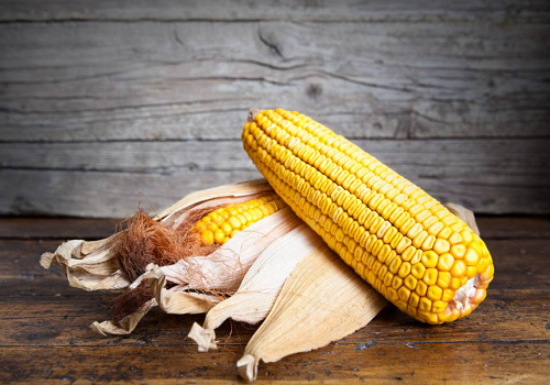 玉米期货价格预测分析