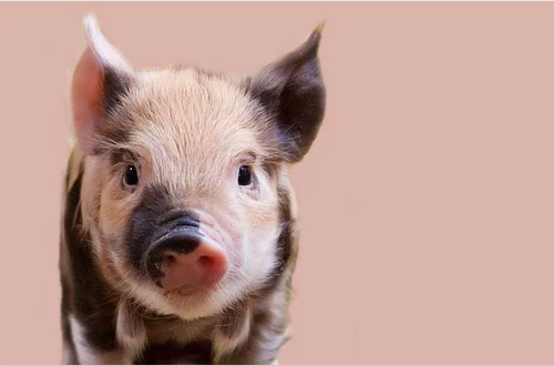 专家预计2021年猪价向下走