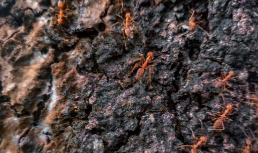 红火蚁位列最危险入侵物种 虫害防治概念股有哪些？