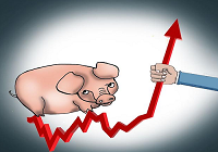 最新生猪行情分析 下半年猪价还会上涨吗？