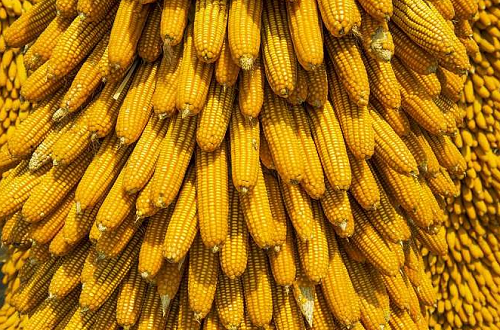玉米行情最新分析 未来玉米价格走向何方？