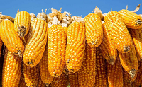 玉米行情最新分析 后期玉米会上涨吗？