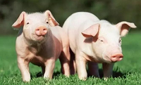 生猪价格再创新低 饲料需求将迎来高峰