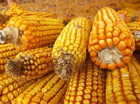 2022玉米最新价格今日 下半年玉米价格趋势如何？