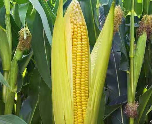 明年玉米价格最新行情分析 明年玉米价格预测多少钱一斤？