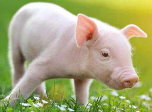 猪价格今日猪价行情怎么样？春节猪价能否上涨？