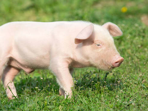 猪肉价格连涨七周