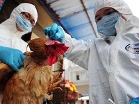 河南4岁男孩感染H3N8禽流感病毒 发病前家中曾饲养鸡和乌鸦