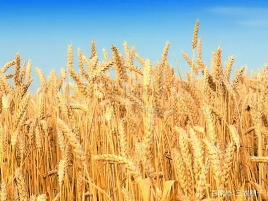 麦价高涨预兆什么