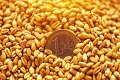 今日玉米价格最新行情走势（2022年7月1日） 附加今日玉米价格一览