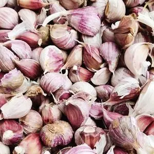 大蒜头种子多少钱一斤 大蒜头种子2022价格最新