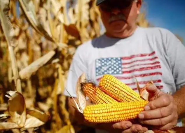 中国买家取消83.2万吨美国玉米订单 为何会取消?