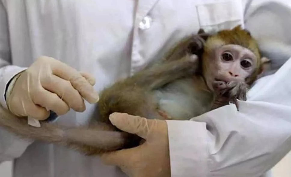 日媒:美国实验猴贵了约15倍 价格飙升的原因是什么？